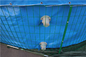 Складные 50000 PVC литров рыбного пруда брезента со стальной сеткой