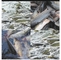 Пресноводная прессованная рафия рыбки карпа травы Koi карпа питания рыб плавая