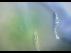 3D Eyes BGO Пластмассовая рыбная приманка под водой 8 многочленных рыболовных приманки