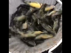 Пруд из ПВХ-брезента с оцинкованным листом для разведения рыбы